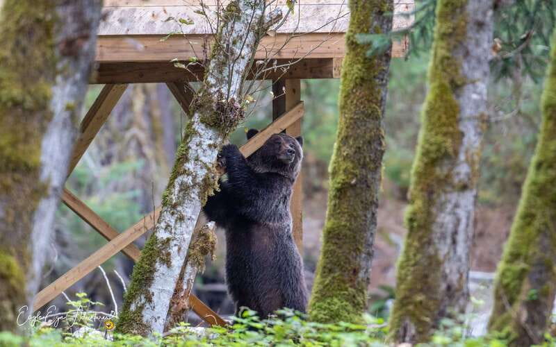Campbell River: Full-Day Grizzly Bear Tour With Lunch - Key points before you book