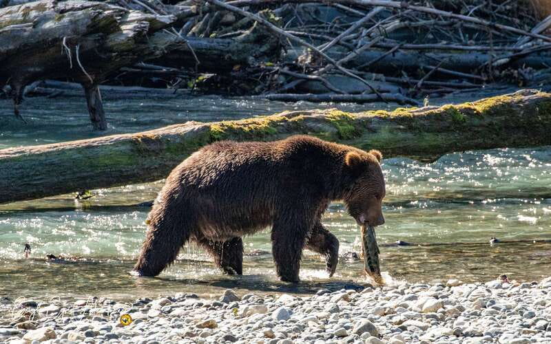 Campbell River: Full-Day Grizzly Bear Tour With Lunch - Why Toba Inlet feels different from a standard bear tour