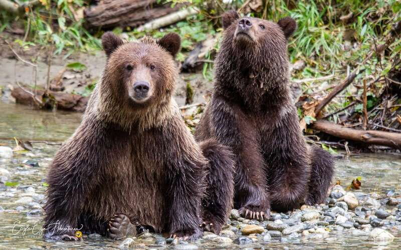 Campbell River: Full-Day Grizzly Bear Tour With Lunch - Meeting Klahoose First Nation guides at the head of the inlet