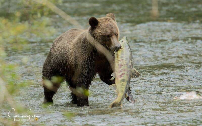 Campbell River: Full-Day Grizzly Bear Tour With Lunch - Lunch, equipment, and comfort during an eight-hour day