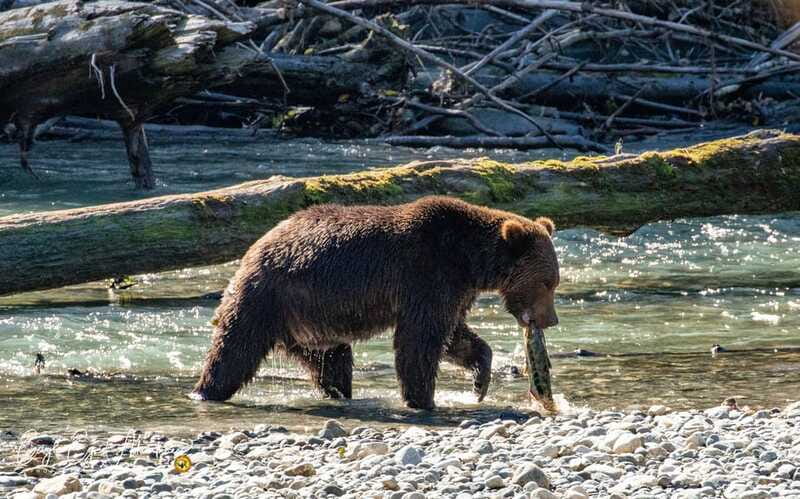 Campbell River: Full-Day Grizzly Bear Tour With Lunch - Is $562 per person a fair price?