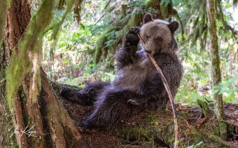 Campbell River: Full-Day Grizzly Bear Tour With Lunch - Who will enjoy this tour most?