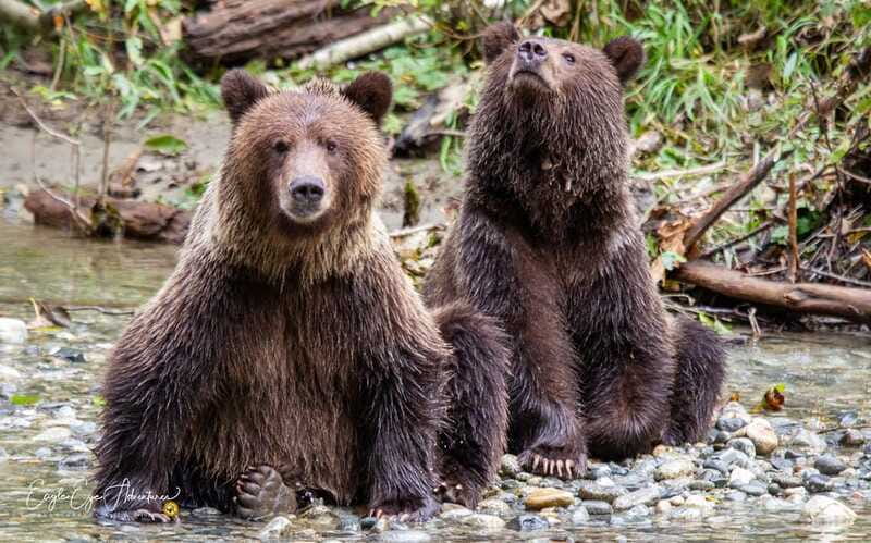 Campbell River: Full-Day Grizzly Bear Tour With Lunch - Booking, cancellation, and practical details