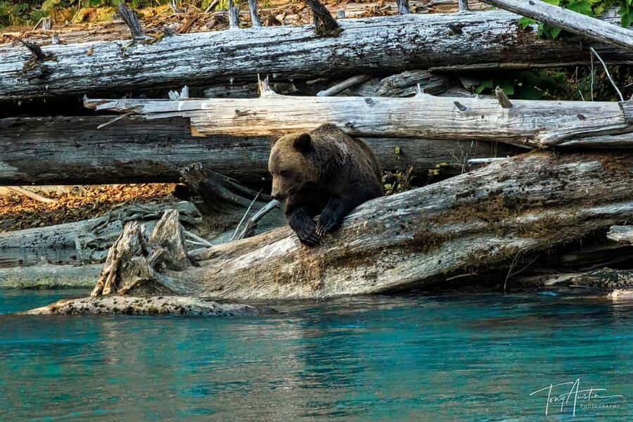 Campbell River: Grizzly Bear Expedition with Lunch - Following the Orford River by bus and on foot