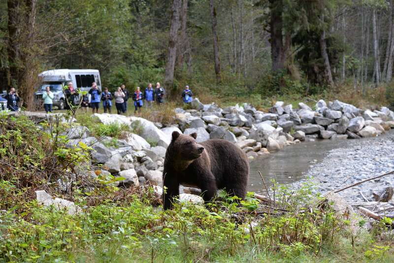 Campbell River: Grizzly Bear-Watching Tour with Lunch - Choosing the Best Month for Bear Sightings