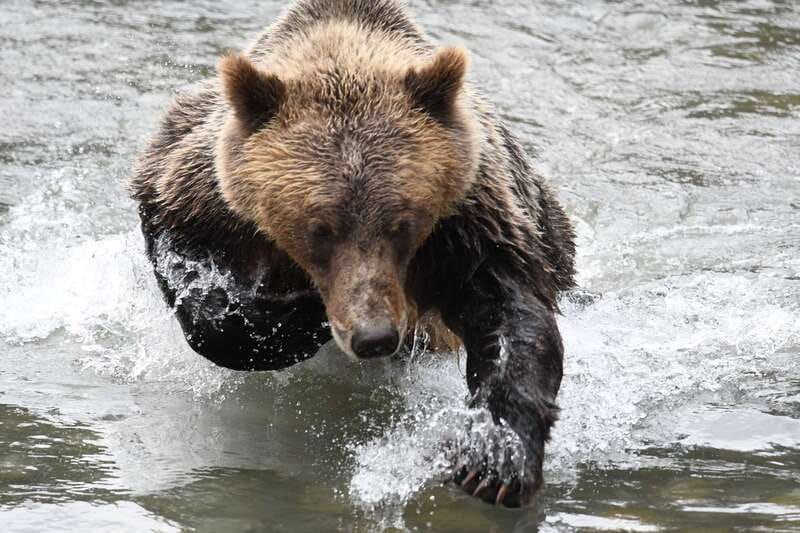 Campbell River: Grizzly Bear-Watching Tour with Lunch - Lunch Beside the Estuary