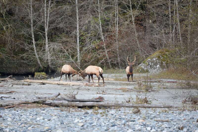 Campbell River: Grizzly Bear-Watching Tour with Lunch - What the $460 Price Really Covers
