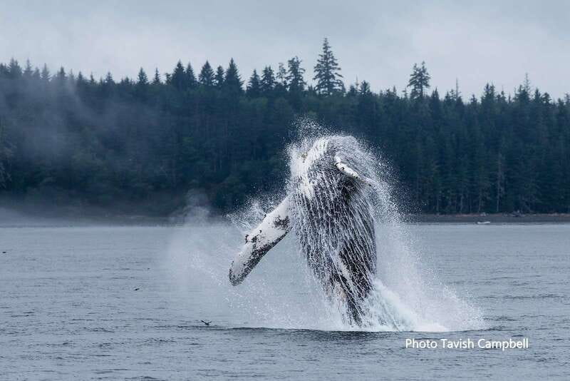 Campbell River: Grizzly Bear-Watching Tour with Lunch - Packing for Rain, Wind, and Waiting