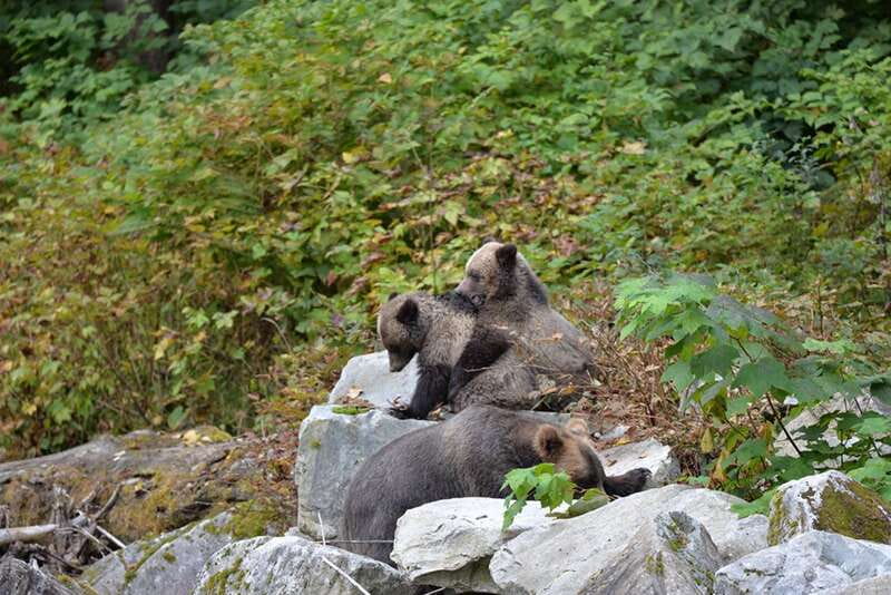 Campbell River: Grizzly Bear-Watching Tour with Lunch - The Main Drawbacks to Consider