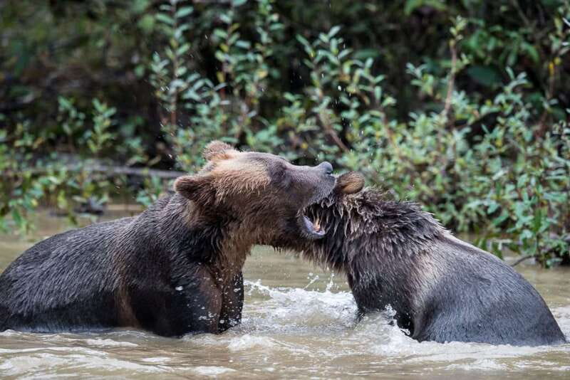 Campbell River: Grizzly Bear-Watching Tour with Lunch - Should You Book the Campbell River Grizzly Tour?