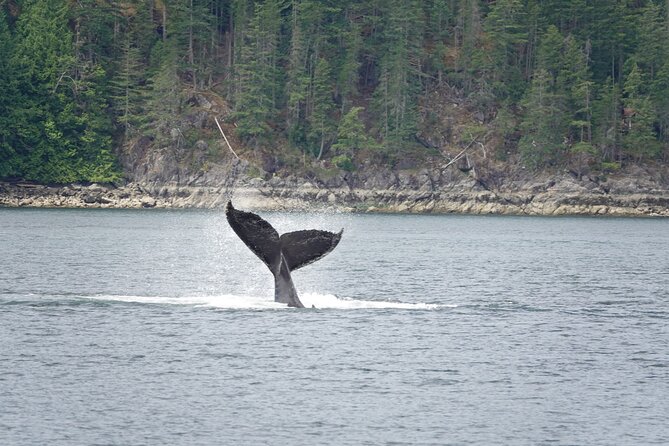Campbell River: Kayaking and Whale Watching Tour - Why the kayak and boat pairing works