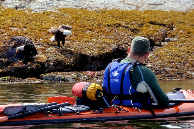 Campbell River: Kayaking and Whale Watching Tour - A guided kayak outing in remote water