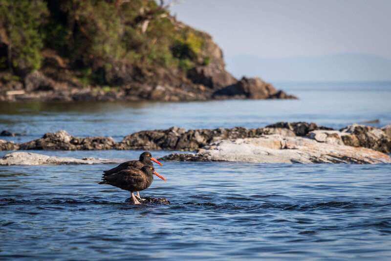 Campbell River: Kayaking and Whale Watching Tour - Lunch and hot drinks keep the day manageable