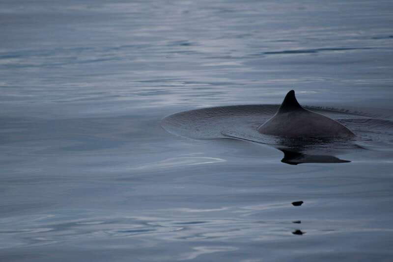 Campbell River: Kayaking and Whale Watching Tour - What the $360 price really covers