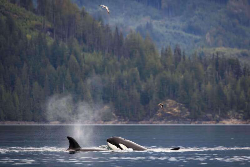 Campbell River: Kayaking and Whale Watching Tour - What to pack for comfort and photographs