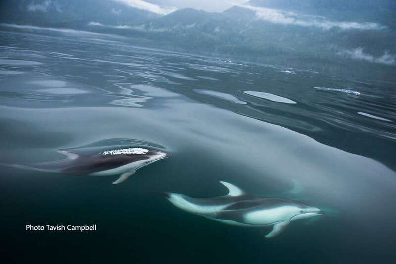 Campbell River: Salish Sea Whale Watching Adventure - Key points at a glance