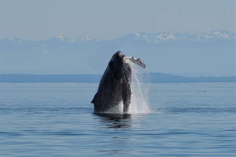 Campbell River: Salish Sea Whale Watching Adventure - Leaving Coast Marina for the Discovery Islands
