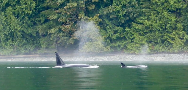 Campbell River: Salish Sea Whale Watching Adventure - Orcas, dolphins, sea lions, and smaller surprises