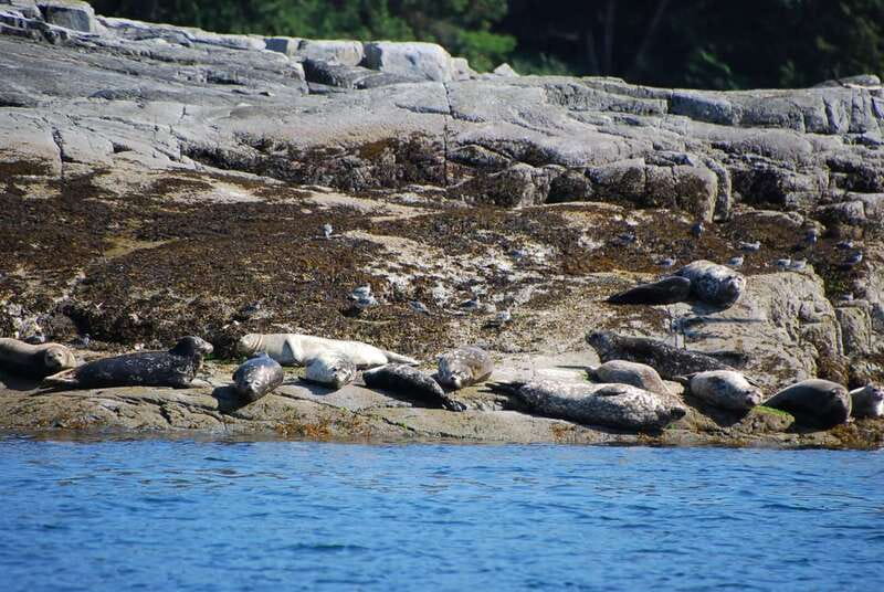 Campbell River: Salish Sea Whale Watching Adventure - Bald eagles and the birds above the water