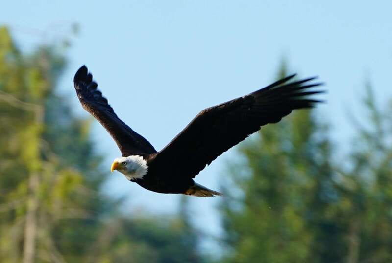 Campbell River: Salish Sea Whale Watching Adventure - Is the $200 price fair?