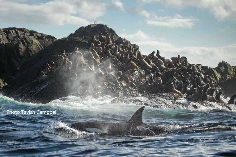 Campbell River: Salish Sea Whale Watching Adventure - Tips for getting the most from your seat