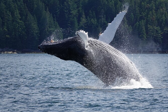 Campbell River: Spring Bear Watching & Waterfalls Boat Tour - Wildlife beyond the bears