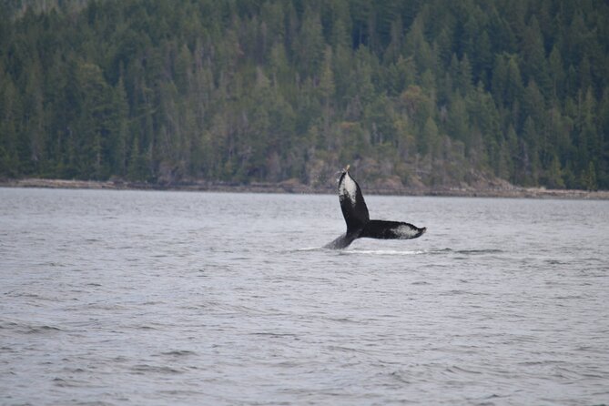 Campbell River: Spring Bear Watching & Waterfalls Boat Tour - Lunch, snacks, and the practical comfort factor