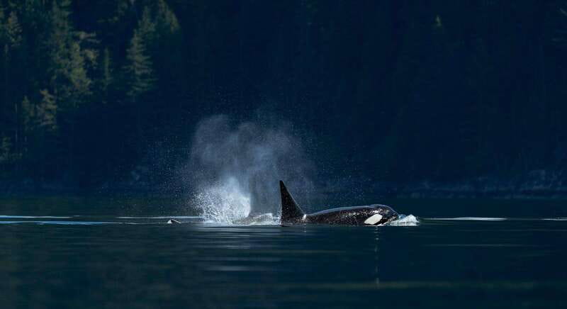 Campbell River: Whale Watching and Wildlife Viewing Day Tour - Key points at a glance