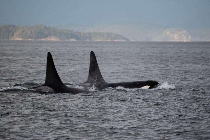 Campbell River: Whale Watching and Wildlife Viewing Day Tour - Why eight hours matters in Campbell River