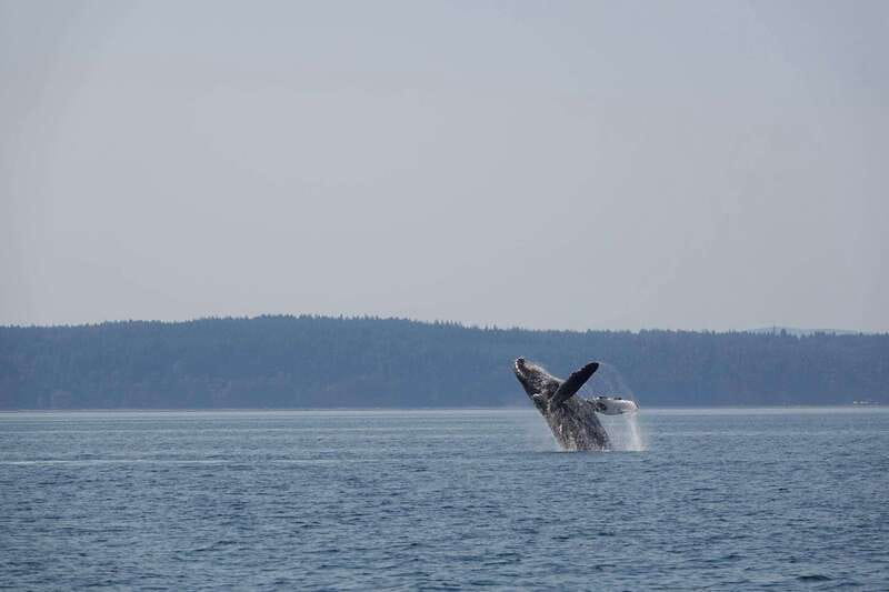 Campbell River: Whale Watching and Wildlife Viewing Day Tour - Humpbacks, dolphins, seals, and sea lions