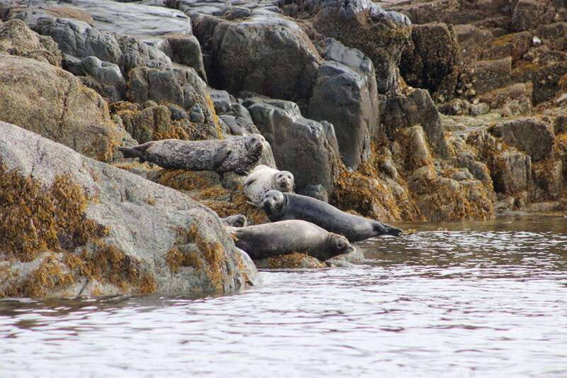 Campbell River: Whale Watching and Wildlife Viewing Day Tour - How the price of $291 measures up