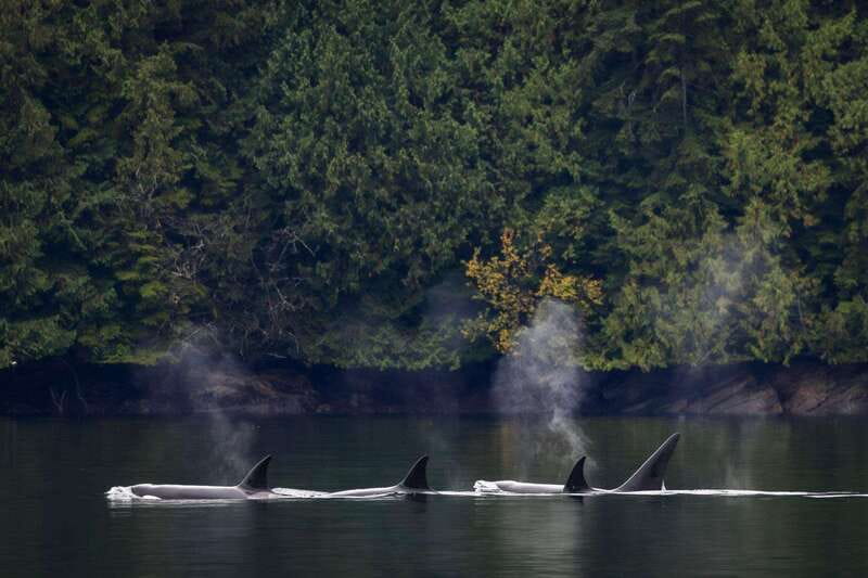 Campbell River: Whale Watching and Wildlife Viewing Day Tour - What to pack for the water