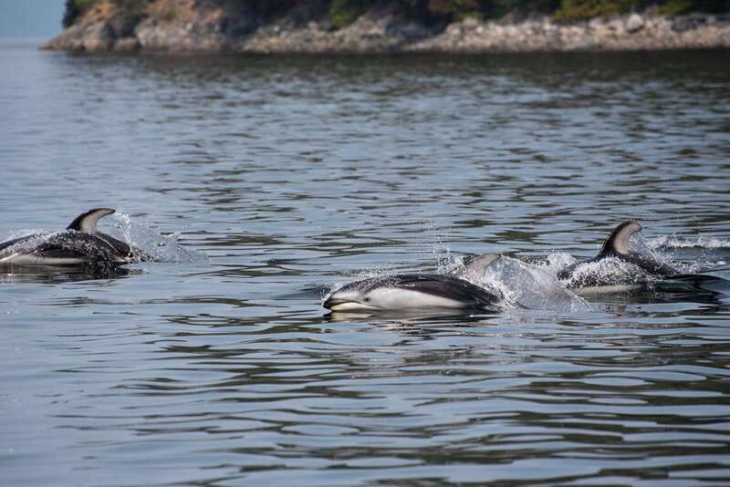 Campbell River: Whale Watching and Wildlife Viewing Day Tour - Choosing between the covered boat and the Zodiac