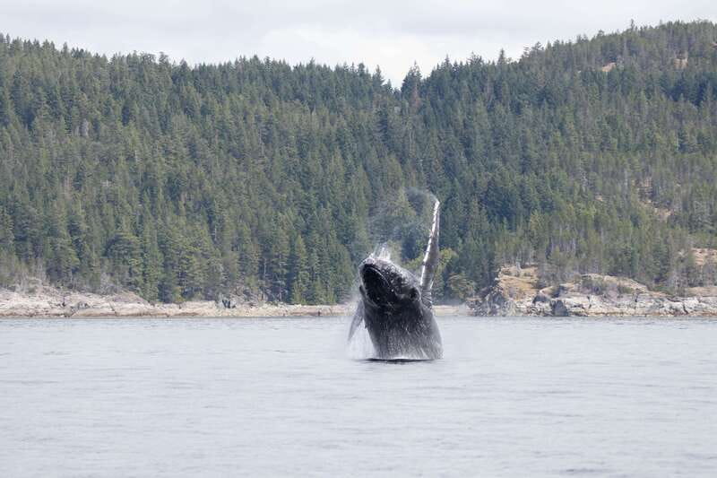 Campbell River: Whale Watching Cruise with Lunch - Following whales, orcas, and dolphins into open water