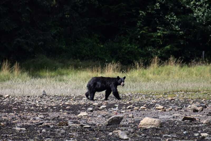 Campbell River: Whale Watching Cruise with Lunch - The land stop and homemade lunch