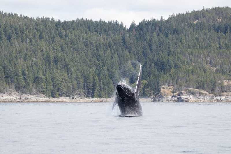 Campbell River: Whale Watching Cruise with Lunch - A guide who helps make sense of the sightings