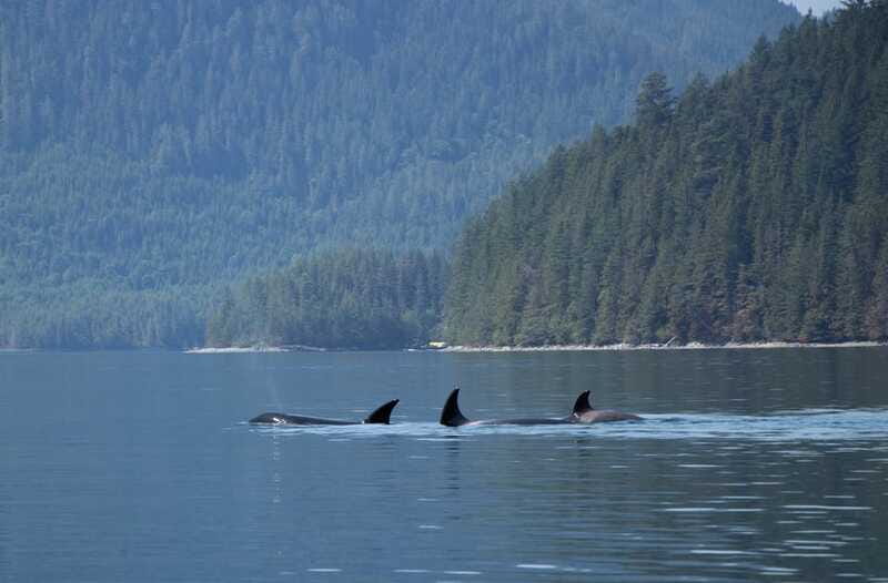 Campbell River: Whale Watching Cruise with Lunch - Who will enjoy this Campbell River cruise?