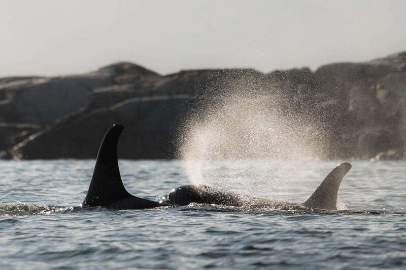 Campbell River: Whale & Wildlife Discovery Cruise - Across Discovery Passage and the Salish Sea