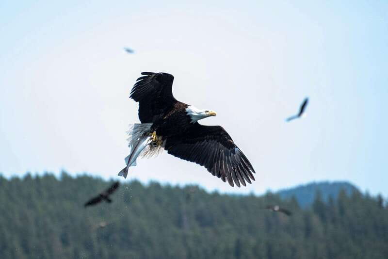 Campbell River: Whale & Wildlife Discovery Cruise - The guides make the difference
