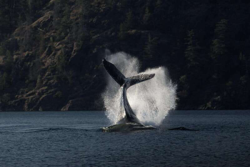 Campbell River: Whale & Wildlife Discovery Cruise - Picking the covered boat or the zodiac