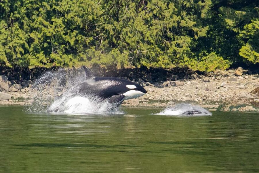 Campbell River: Whales and Wildlife Boat Tour with Snacks - Five things to know before you book