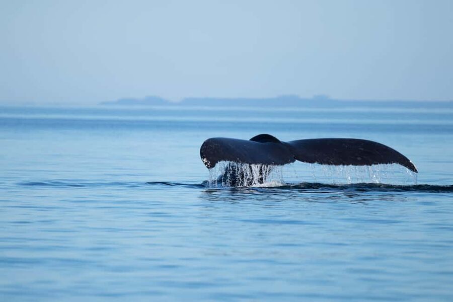 Campbell River: Whales and Wildlife Boat Tour with Snacks - Leaving Discovery Harbour Marina on a 30-foot boat