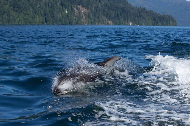 Campbell River: Whales and Wildlife Boat Tour with Snacks - The wildlife search, from harbour seals to humpbacks