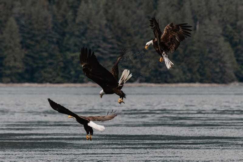 Campbell River: Whales and Wildlife Boat Tour with Snacks - Bears along the beach in spring and fall