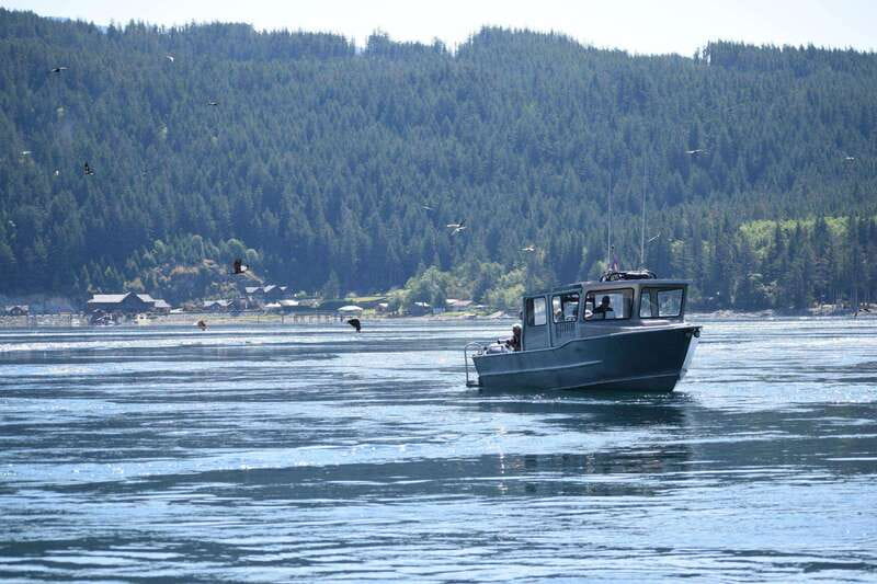 Campbell River: Whales and Wildlife Boat Tour with Snacks - Four hours that feel active, not rushed