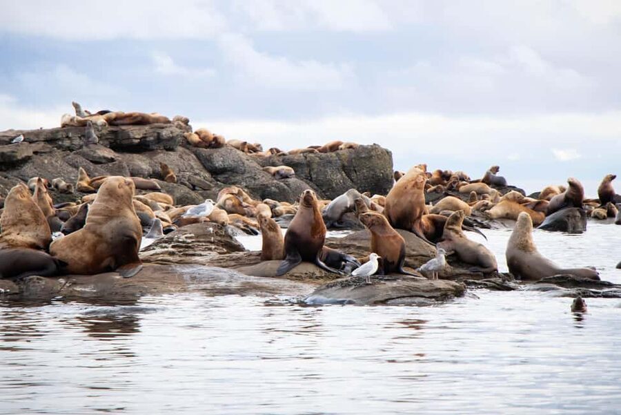 Campbell River: Whales and Wildlife Boat Tour with Snacks - Why the heated cabin matters