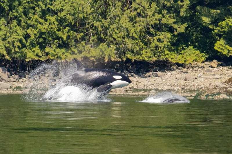 Campbell River: Whales and Wildlife Boat Tour with Snacks - Is $160 a fair price?