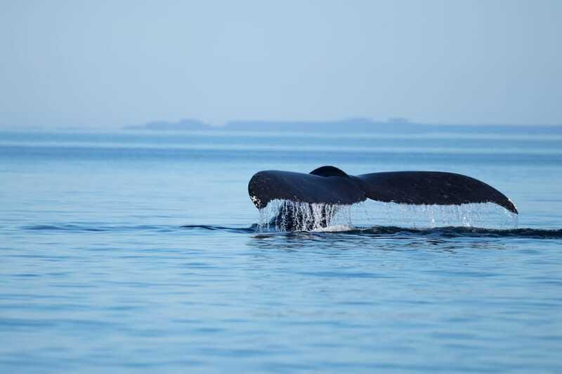 Campbell River: Whales and Wildlife Boat Tour with Snacks - Who will enjoy this Campbell River boat tour?