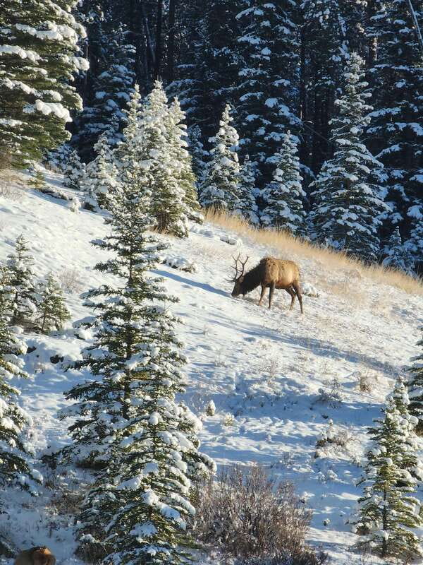 Canmore/Banff: Explore Banff & Wildlife - A Short Route With a Lot Packed In