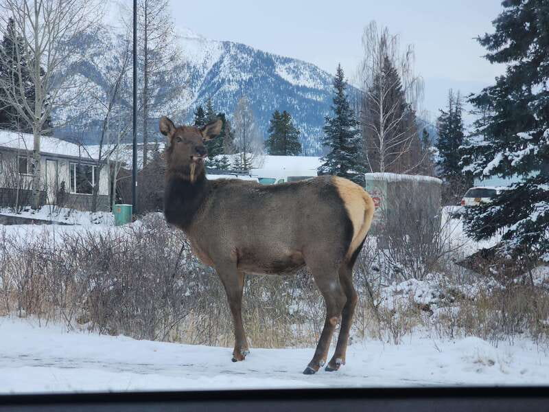 Canmore/Banff: Explore Banff & Wildlife - Pickup From Banff or Canmore